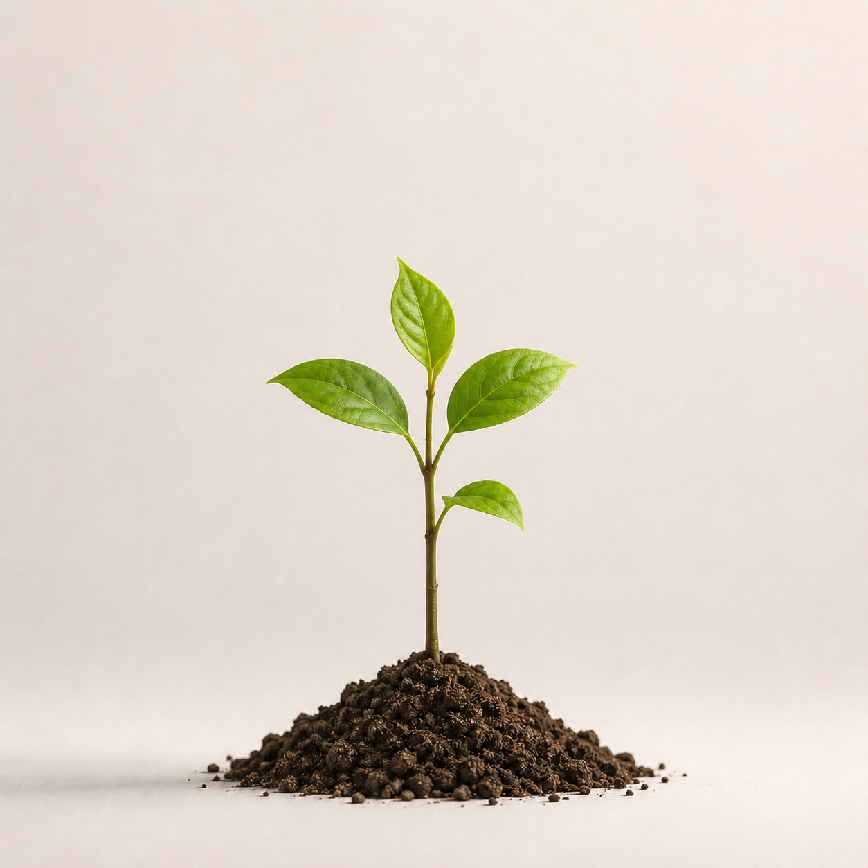 Sapling fáza 3