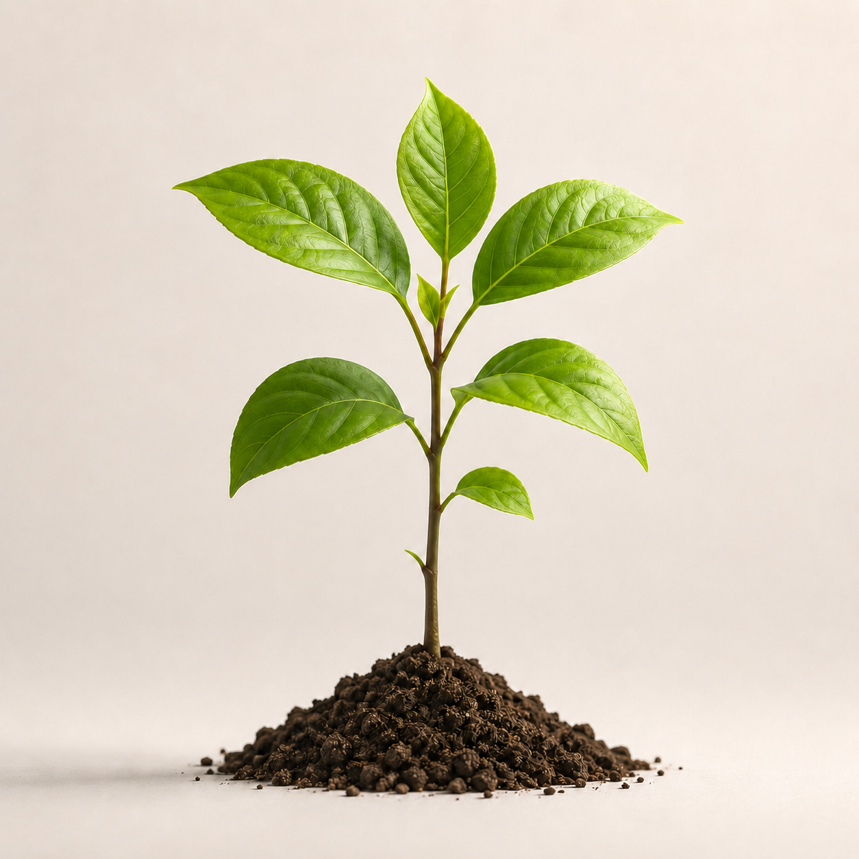 Sapling fáza 4